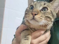 -芭比堂动物医院广州顽皮分院