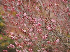 -杭州植物园