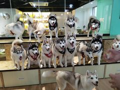 -Husky Go! 哈士奇体验馆·宠物咖啡厅狗咖