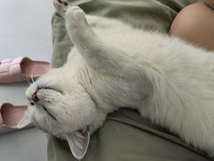-猫大福·Fortune Cat猫舍(百子湾店)