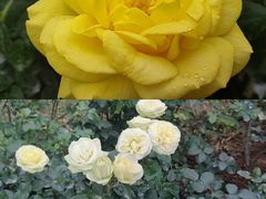 -人民公园(罗湖区)