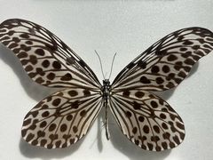 -上海昆虫博物馆