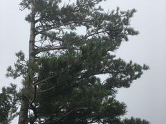 -牛背梁国家森林公园