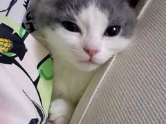 -宠爱多约克夏马尔济斯泰迪小型犬专卖
