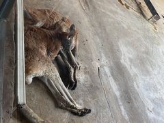 -鄂尔多斯野生动物园