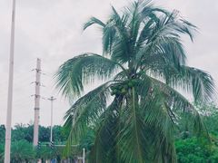-万绿园