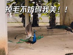-广州长隆野生动物世界