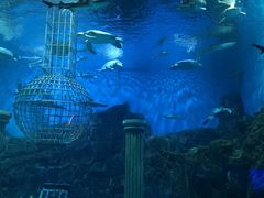 -芜湖新华联大白鲸海洋公园