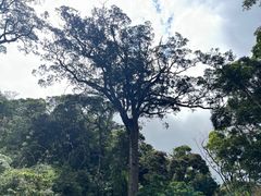 -海南热带雨林国家公园吊罗山景区
