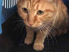 -喜多萌中农锦绣动物医院24H·猫科·牙科MRI·CT