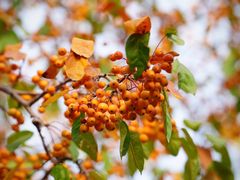 -元大都城垣遗址公园