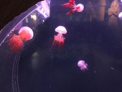 -华夏文旅西安度假区