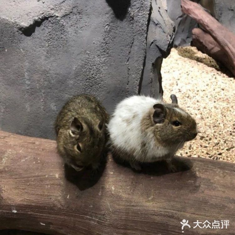 动物很可爱，喂食还是得小心一点，不要喂食太多呦！