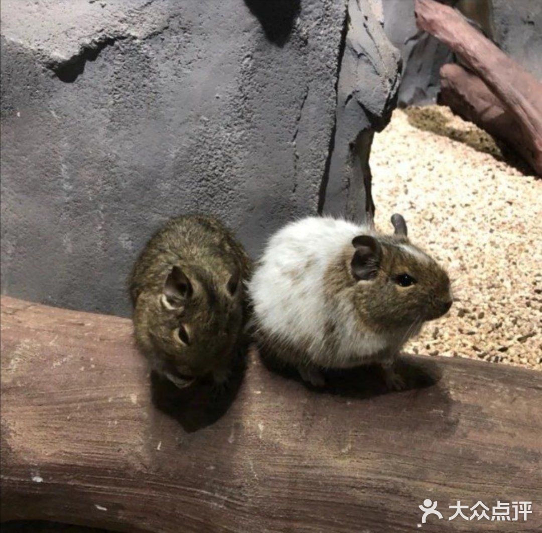 动物很可爱，喂食还是得小心一点，不要喂食太多呦！