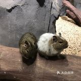 动物很可爱，喂食还是得小心一点，不要喂食太多呦！
