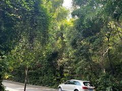 -深圳仙湖植物园