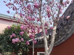 -长春观
