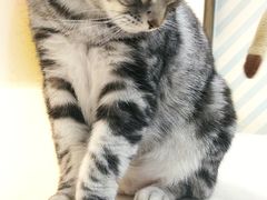 -糯米喵星人·撸猫猫舍咖啡馆(西市场嘉华店)