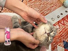 -猫咪派对(江南西店)