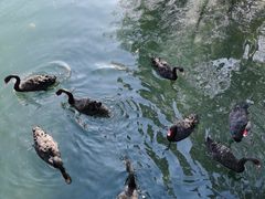 -长白岛森林公园