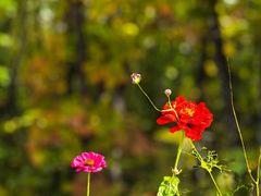 -茅兰沟国家森林公园