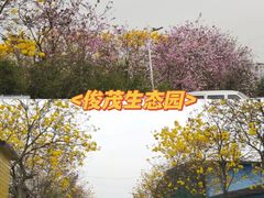 -高东镇樱花园