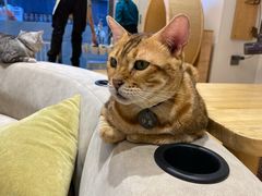 -啵啵喵·猫咖(攀华国际店)