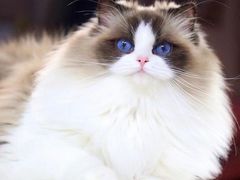 -萌宠之家·腊肠犬·马尔泰·小体犬舍