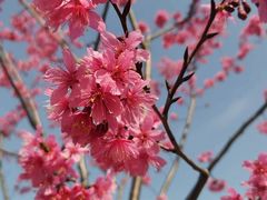 -顾村公园