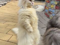 -AEON永旺(东方宝泰店)