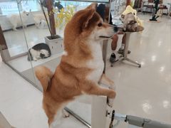 -共舞时光猫咖·狗咖(新街口店)