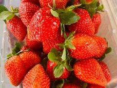 -南国桃园旅游度假区