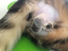 -纳吉亚猫专科动物诊疗中心(蒋宅口分院)