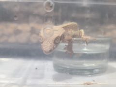 -酷以爬仙阁实体爬宠店·守宫·蜥蜴·专业繁育