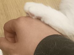 -喵八撸猫馆