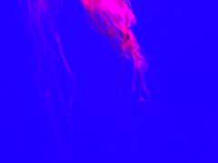 -海合安武汉极地海洋公园