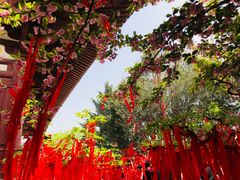 -西安青龙寺遗址景区
