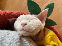 -猫腻·猫咖·撸猫馆(星光大道店)