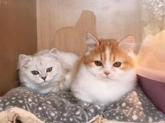 -悠尼宠物·独立低压伊珊娜洗护·美容·寄养(兰谷路店)