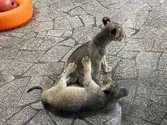 -上海野生动物园