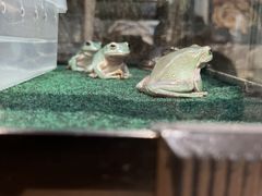 -酷以爬仙阁实体爬宠店·守宫·蜥蜴·专业繁育