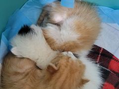 -美迦爱-牙专科·兔科·骨科诊疗中心(北苑店)