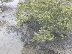 -北海金海湾红树林生态旅游区