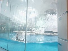 -帝企鹅自助餐厅•儿童岛•真企鹅(长隆企鹅酒店)