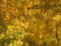 -三里屯东五街银杏大道