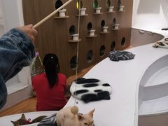 -COLOR PETS 撸猫馆·购猫·猫咖(长风大悦城店)