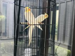 -上海崇明金茂凯悦酒店