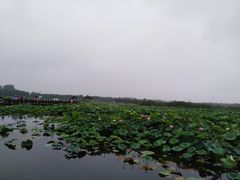 -荷塘月色湿地公园·向阳花洲