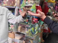 -溪岸路花鸟市场