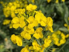 -中国天府农业博览园